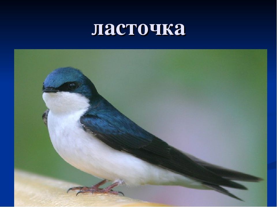 Ласточка презентация 7 класс